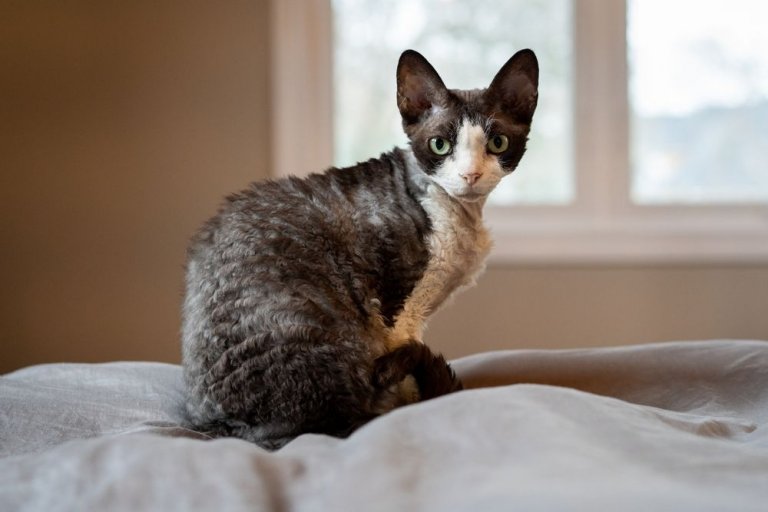 Devon Rex Storia del gatto