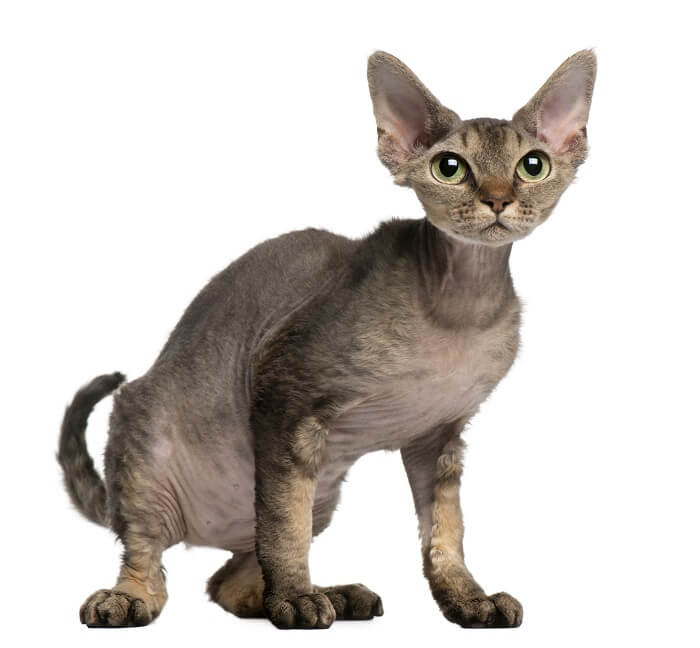 Immagine di un gatto Devon Rex, noto per il suo particolare pelo riccio e le grandi orecchie, seduto con curiosità, che mette in risalto la sua caratteristica distintiva e accattivante.