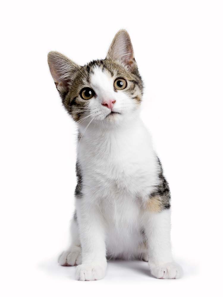 European Shorthair Storia del gatto