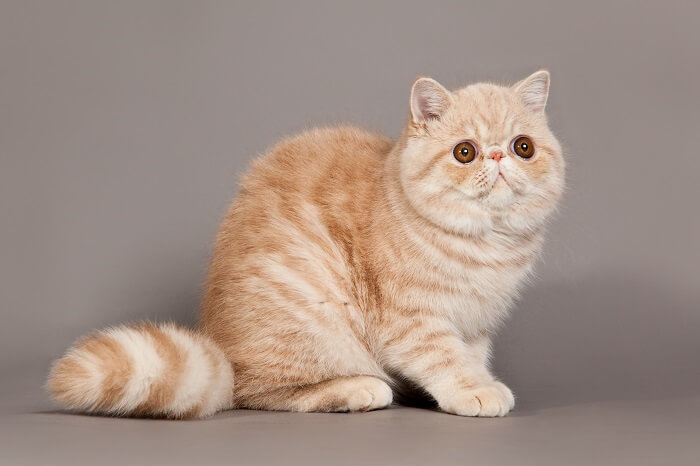 About the Exotic Shorthair Gatto