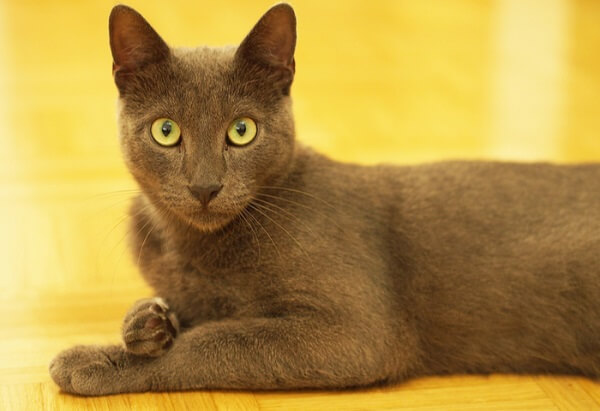 About the Korat Gatto