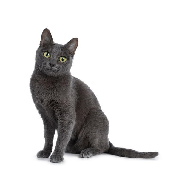 Korat Cat Breed: Size, Appearance & Personality