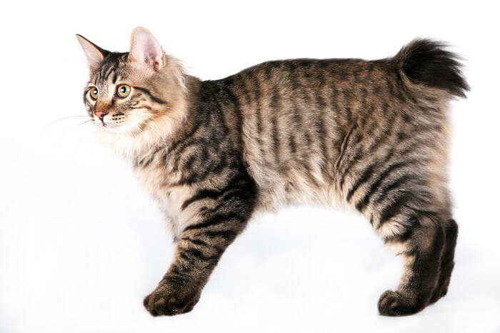 Bobtail delle Curili Storia del gatto