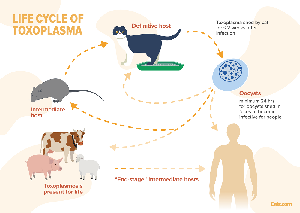 Ciclo vitale della Toxoplasmosi