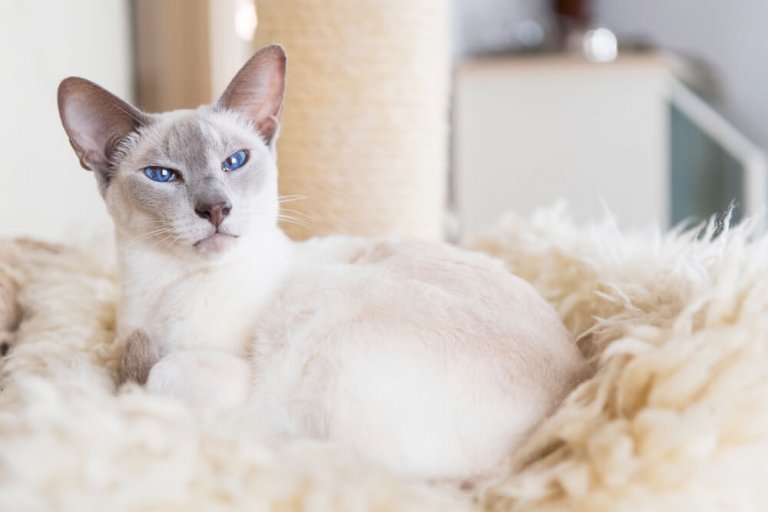 About the siamese Cat