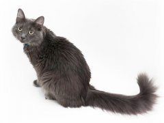 Nebelung cat