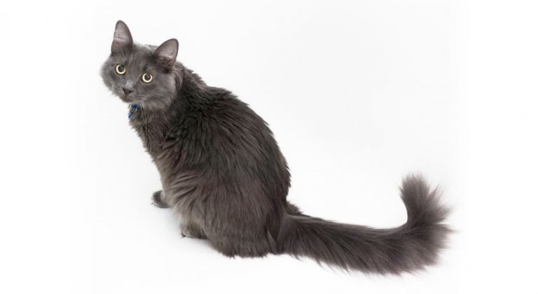 Nebelung