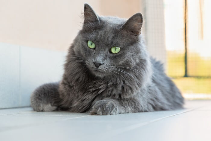 Nebelung Storia del gatto