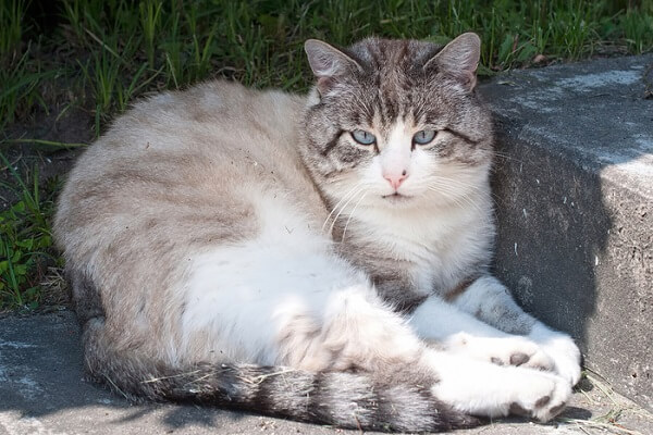 Occhi Azzurri Storia del gatto