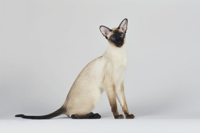 siamese Storia del gatto