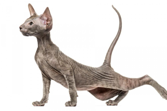 Peterbald