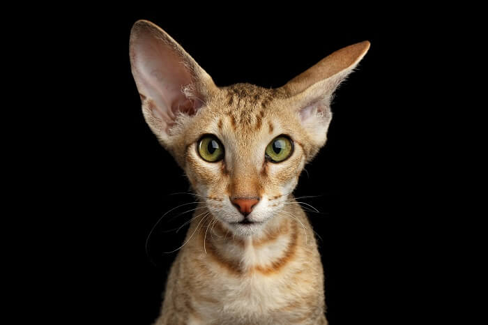 Gatto Peterbald