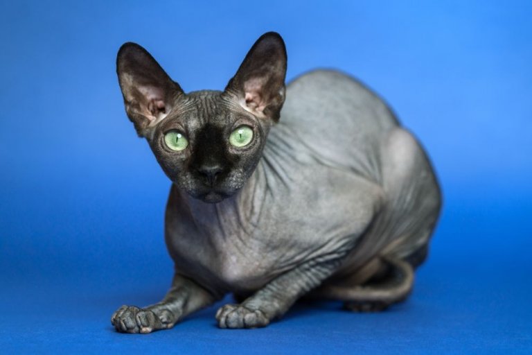 Sphynx Storia del gatto