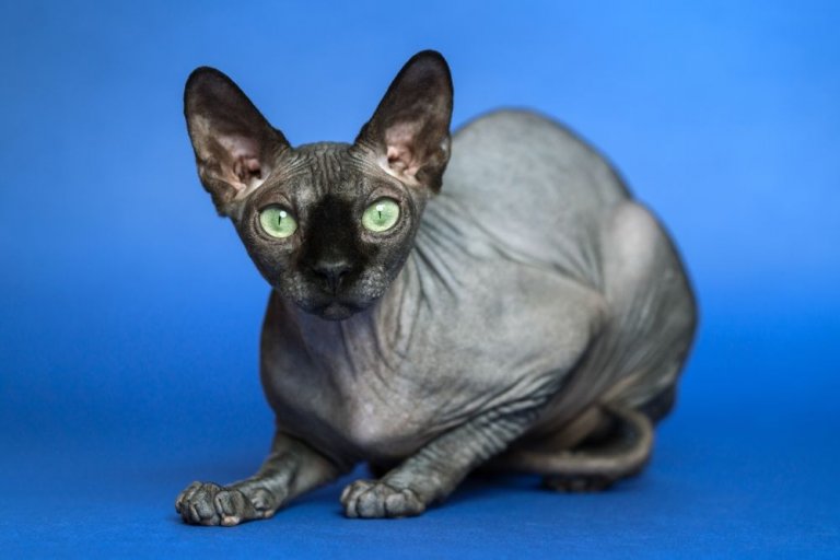 Portafoglio In Ecopelle Ro Rox Con Stampa Gatto Sphynx E Motivo Gotico – Chiusura Zip, 8 Scomparti Carte