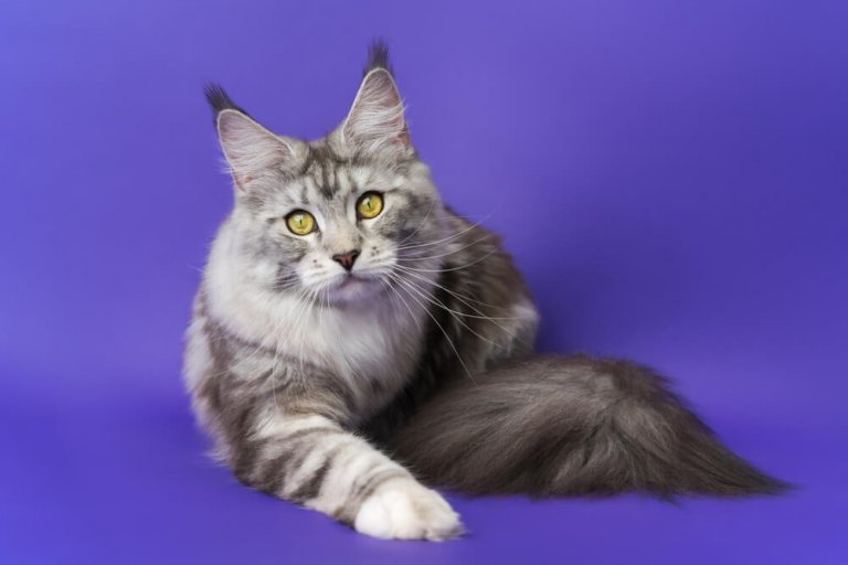 Maine Coon Storia del gatto