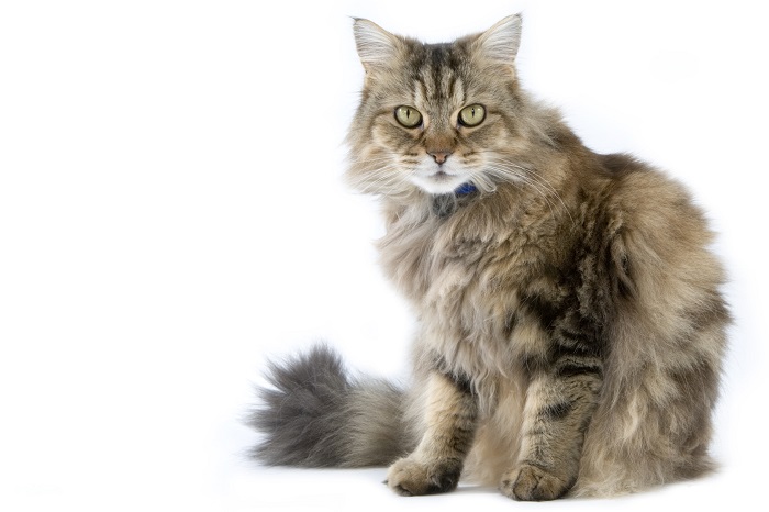 About the RagaMuffin Cat