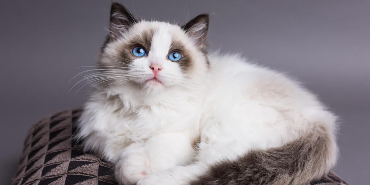 Gatto Ragdoll