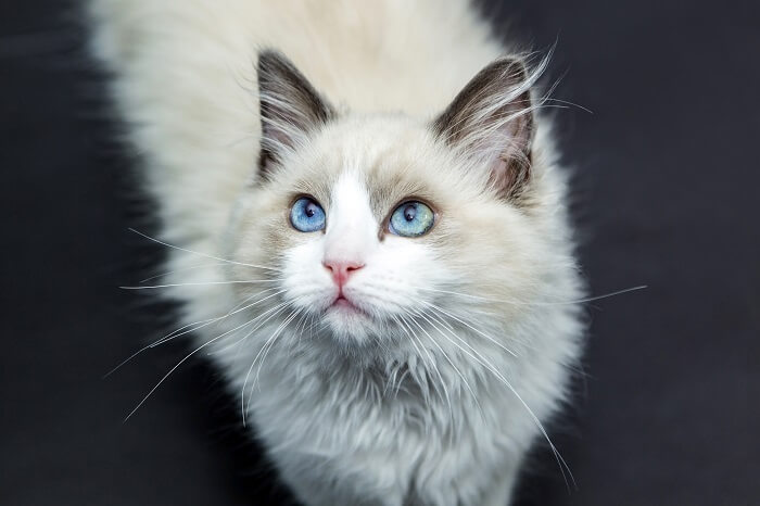 Un'immagine che cattura la natura serena e gentile di un gatto Ragdoll, mettendo in mostra la sua postura rilassata e il suo bellissimo mantello