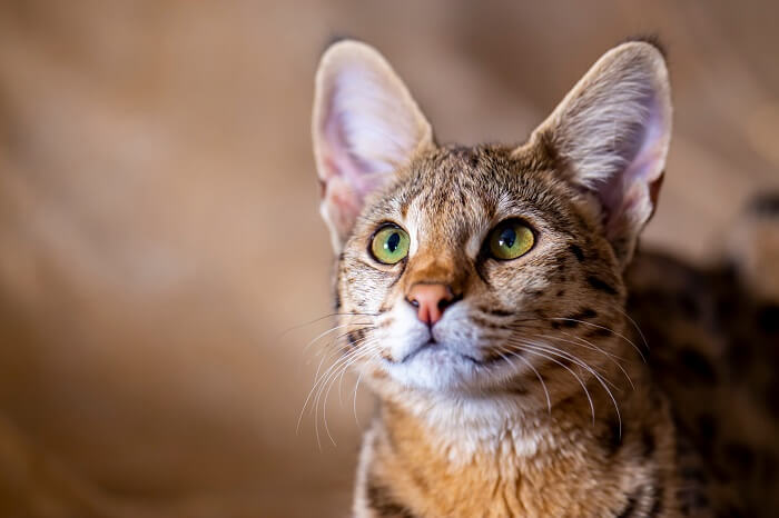 Immagine di un gatto Savannah, una razza nota per il suo aspetto sorprendente, che ricorda quello del serval africano selvatico, e ne mette in risalto le caratteristiche uniche e accattivanti.