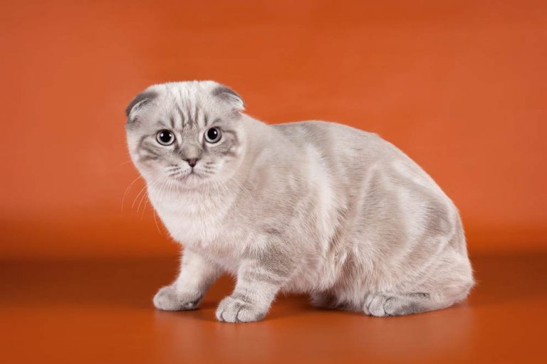 Scottish Fold Cat Breed: Size, Appearance & Personality