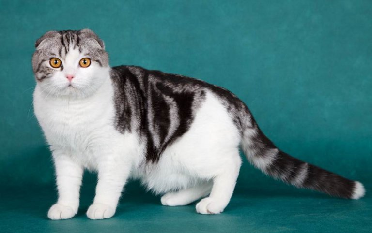 Scottish Fold Storia del gatto