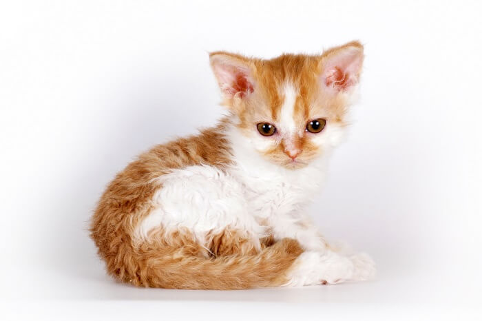 About the Selkirk Rex Gatto