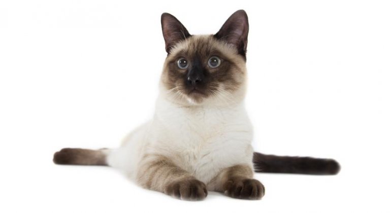 siamese