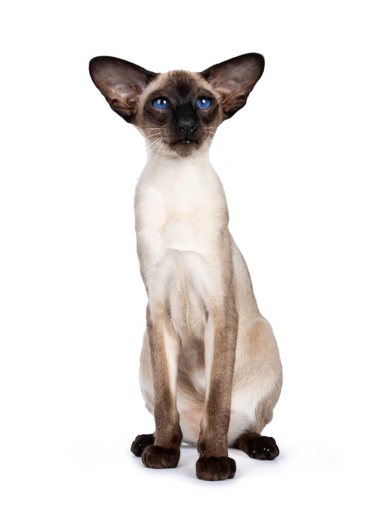 About the siamese Gatto