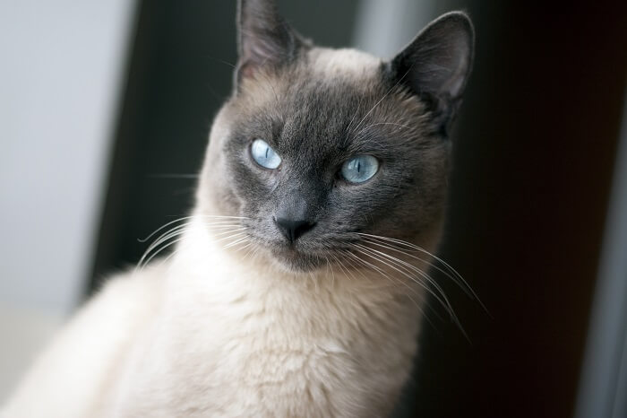 Gatto siamese snello e affusolato, con un bellissimo mantello caratterizzato dal corpo pallido e dal muso, dalle orecchie, dalle zampe e dalla coda scuri, che trasuda intelligenza e curiosità.