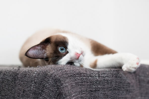 Un'immagine che mette in mostra l'adorabile fascino del gatto Snowshoe, evidenziandone il particolare motivo del mantello e la presenza accattivante.