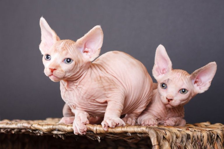 About the Sphynx Gatto