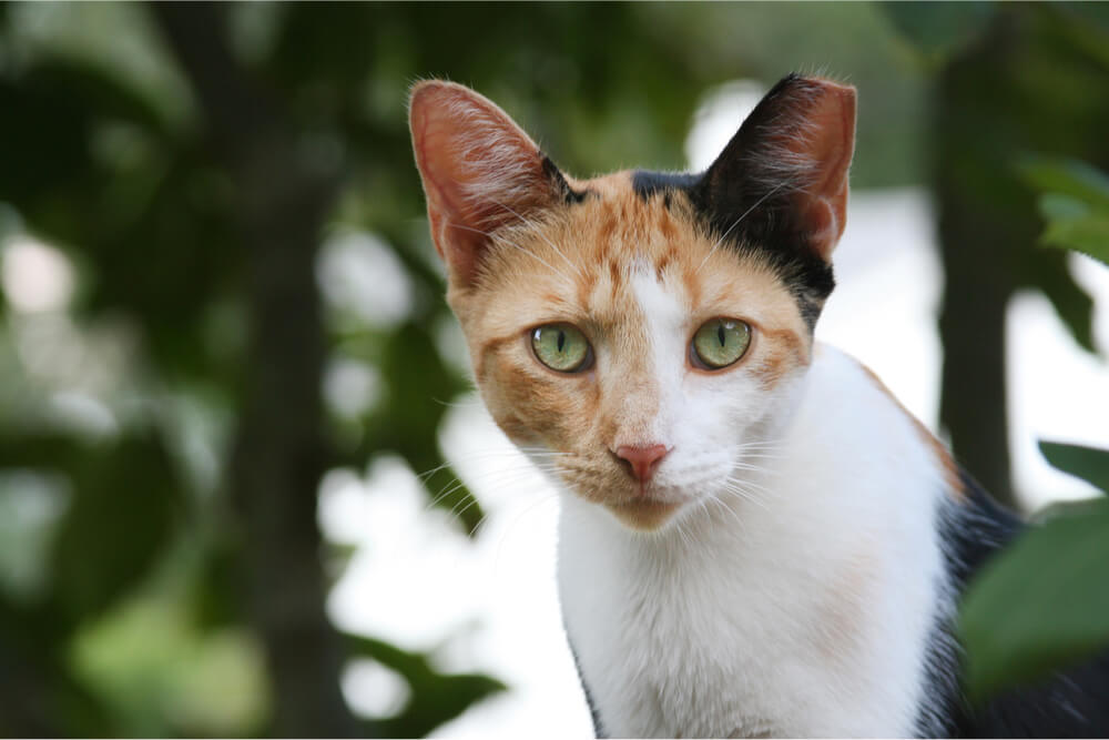 Gatto selvatico con TNR che mangia la punta