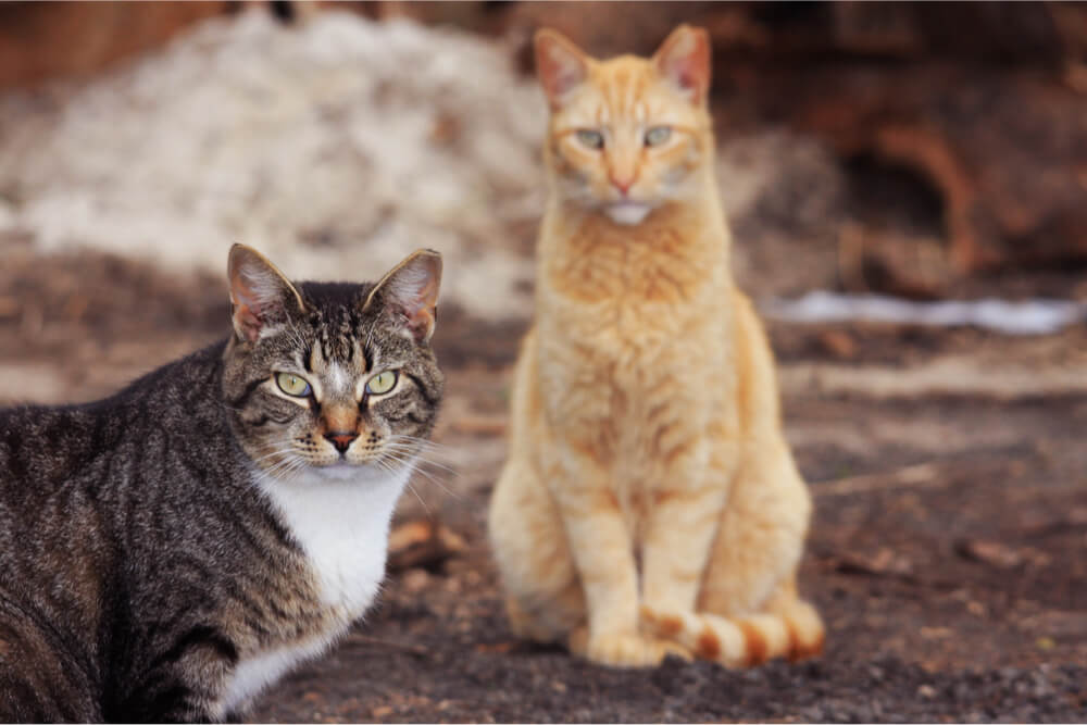 L'esperienza gioca un ruolo importante nella rapidità con cui i gatti invecchiano.