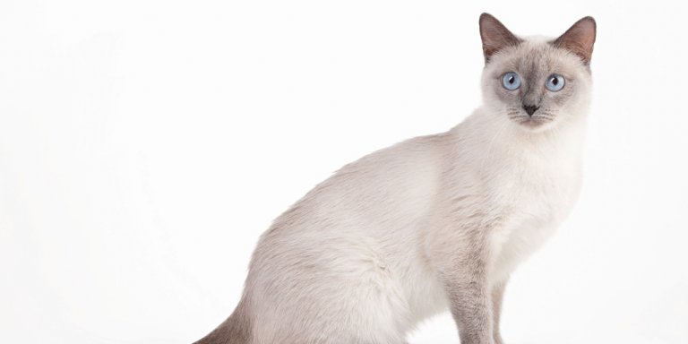 Gatto tailandese (siamese vecchio stile) Storia del gatto