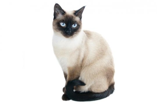 Gatto tailandese (siamese vecchio stile)