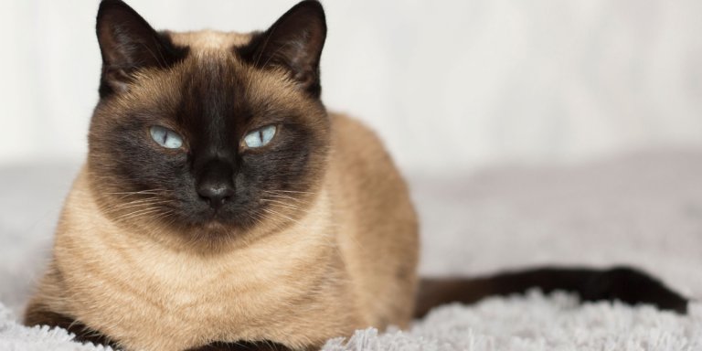 Gatto tailandese (siamese vecchio stile) Cat Care