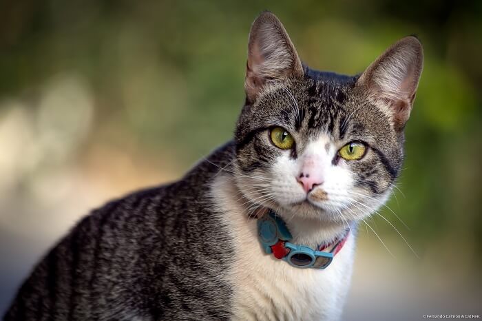 About the American Wirehair Gatto