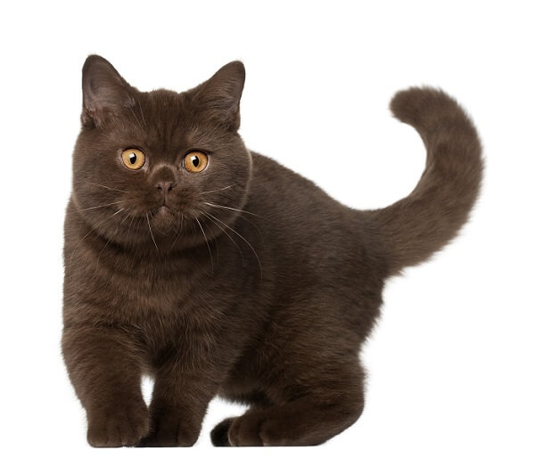 British Shorthair Storia del gatto