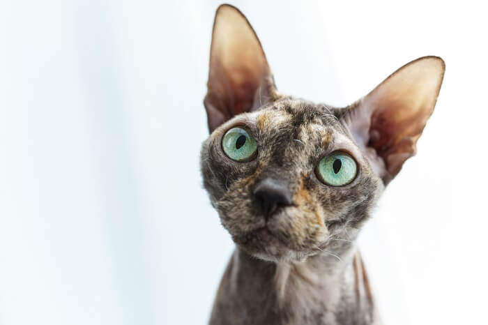 Immagine di un gatto Donskoy, noto anche come Don Sphynx, una razza nota per la sua assenza di pelo, che siede con grazia e cattura l'attenzione con il suo aspetto unico ed elegante.