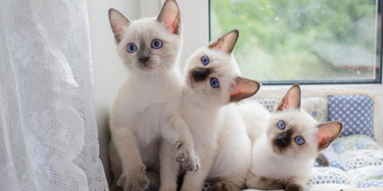 About the Gatto tailandese (siamese vecchio stile) Cat