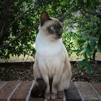 Tonkinese Storia del gatto