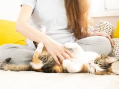 Toxoplasmosis in Cats