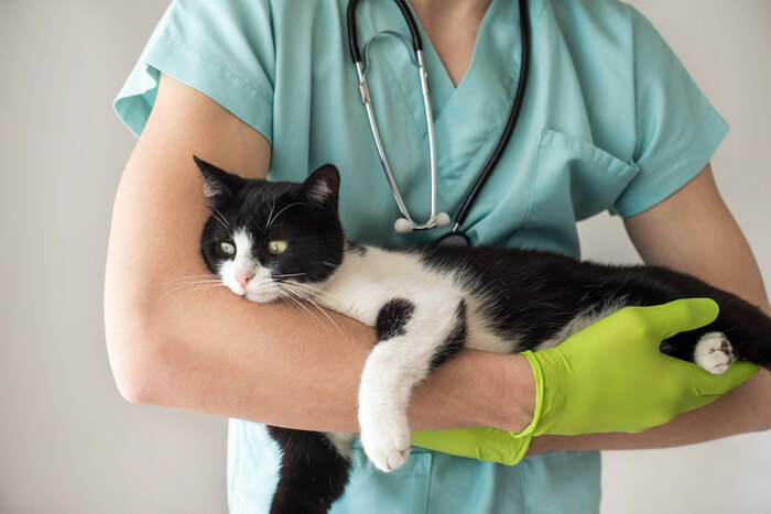 Immagine di un veterinario che tiene in braccio un gatto, con particolare attenzione al gatto nero