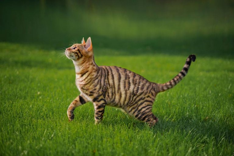 About the Toyger Gatto