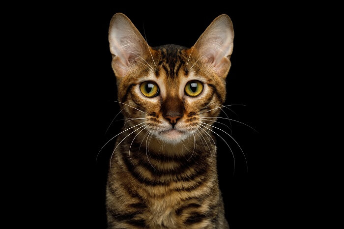 Toyger Storia del gatto