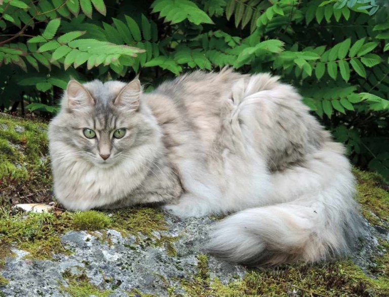 Angora Turco Storia del gatto