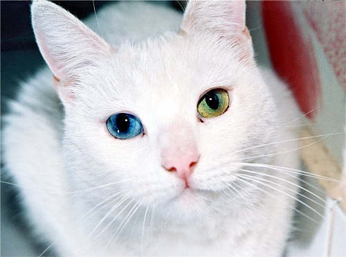 Angora turco con occhi azzurri e verdi