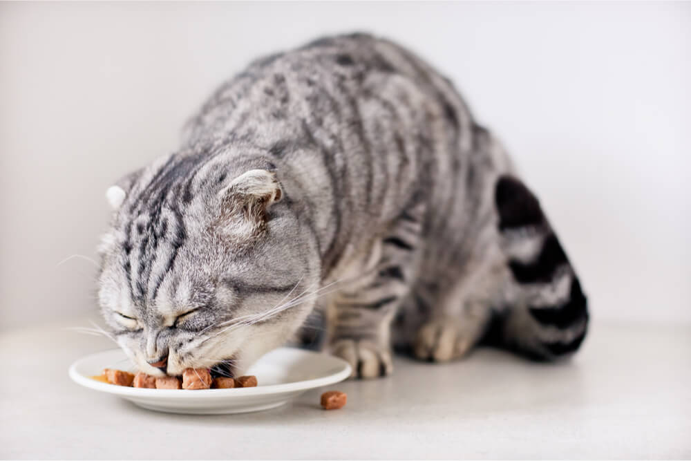 Gatto soriano argentato che mangia cibo umido