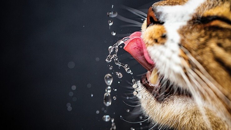 Come far bere più acqua al gatto