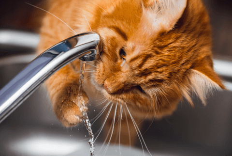 Gatto che beve acqua